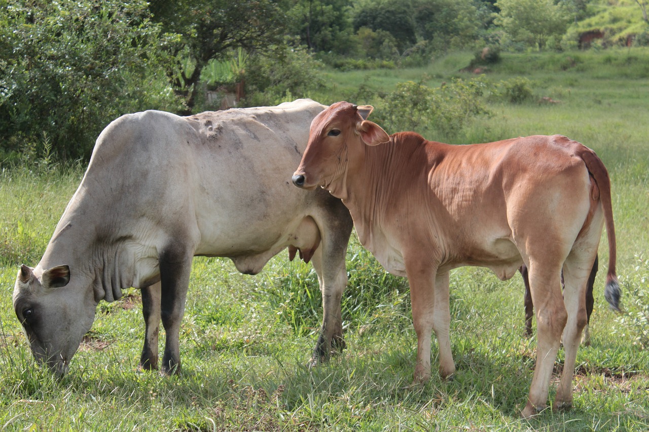 cattle, boi, cow
